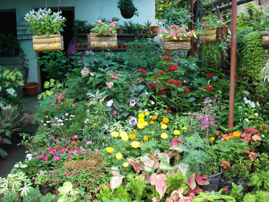 tropical flower garden