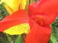 tropical flower photo