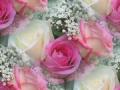 Tropical Flower - Greeting Card