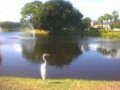 Great White Egret