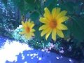  Yellow Flowers
