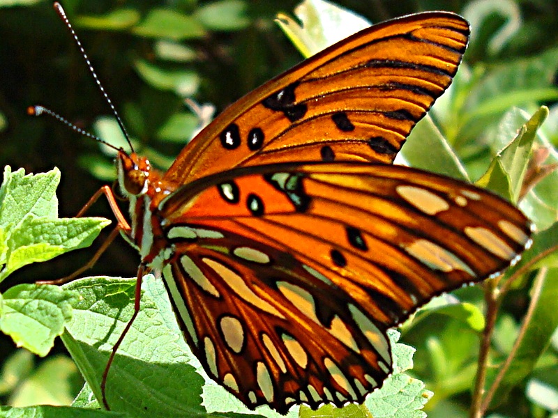 butterfly details dsc04087 jpg