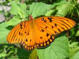 Butterflies
