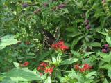 Butterflies