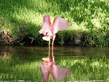 roseate spoonbill