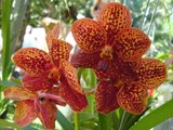 beautiful orchids