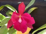 beautiful orchids