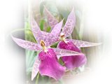beautiful orchids
