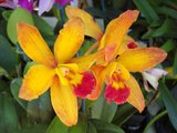 beautiful orchids