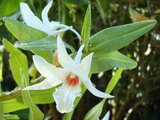 beautiful orchids