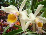 beautiful orchids