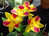 beautiful orchids