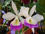 beautiful orchids