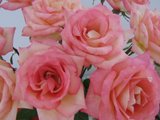 Sweet pink rose