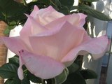 Sweet pink rose