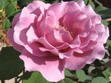 Sweet pink rose