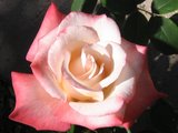 Sweet pink rose