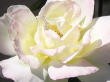 Sweet pink rose