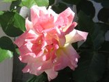 Sweet pink rose