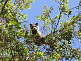 Baby Raccoon