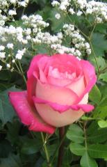 Rosas hermosas - postales románticas