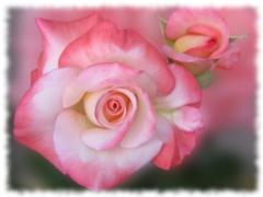 Rosas hermosas - postales románticas