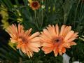 Gerbera orange - Blumen Hintergrundbild