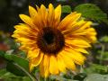 Hintergrundbild Sonnenblume