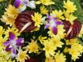Margariten und Anthurien - Blumen Hintergrundbilder