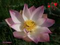 Rosa Lotus Blume