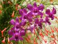 Purpur Orchideen