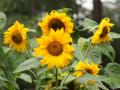 Schöne Sonnenblumen - Hintergrundbilder