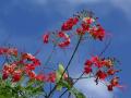 Tropische Blume vor blauem Himmel