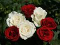 Schöne Hintergrundbilder - Rote Rosen und Weisse Rosen