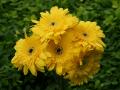 Schöne gelbe Gerbera Blumen Hintergrundbild
