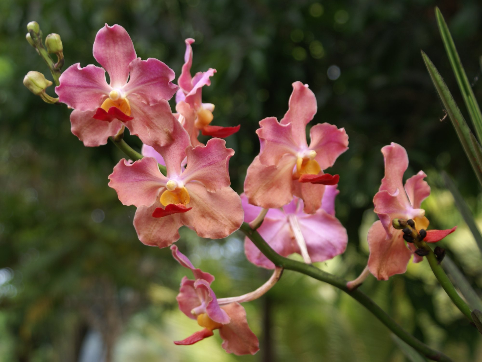 Beautiful Orchid Flower Wallpaper Beautiful Orchid Flower Wallpaper