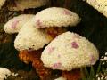 Mushrooms made of blooming flower