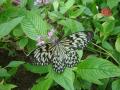 Butterfly wallpaper Boracay island