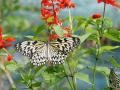 Butterfly - Philippine islands