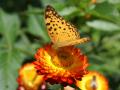 Butterfly - Philippine islands