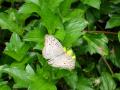 Schmetterling Hintergrundbilder - Fotos Insel Mindoro