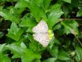 Schmetterling Hintergrundbilder - Fotos Insel Mindoro