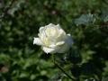 schönste weisse Rose