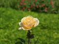 Schönste Pfirsich-Rose