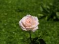 Schöne Baby rosa Rose