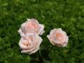 Schönste Baby-rosa Rosen