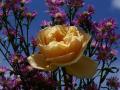 Pfirsich Rose