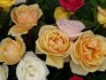 Schöner Rosen-Hintergrund