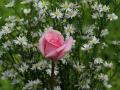 Wallpaper Rosa Rose