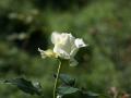 Foto weisse Rose